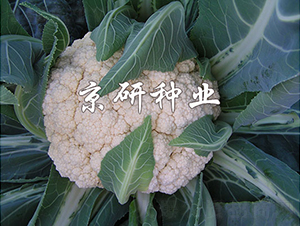 �o��1̖-��Ҭ�˷N��-���зN�I(y��)