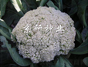 ����1̖-��Ҭ�˷N��-���зN�I(y��)