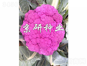 �ϻ�1̖-��Ҭ�˷N��-���зN�I(y��)