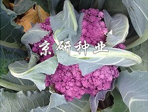 ����1̖-��Ҭ�˷N��-���зN�I(y��)