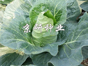 ţ��3̖-���{�N��-���зN�I(y��)