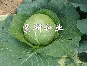 ����2̖-���{�N��-���зN�I(y��)