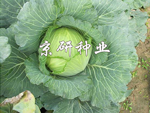 ���17-���{�N��-���зN�I(y��)