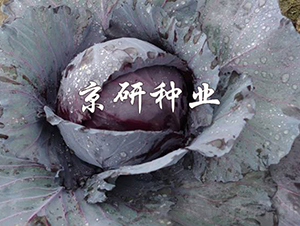 �ϸ�5̖-���{�N��-���зN�I(y��)