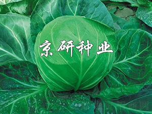 ���{1̖-���{�N��-���зN�I(y��)