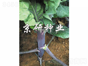 ����1̖-���{�N��-���зN�I(y��)