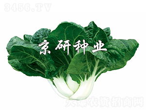 �̰�4̖-�Ͳ˷N��-���зN�I(y��)