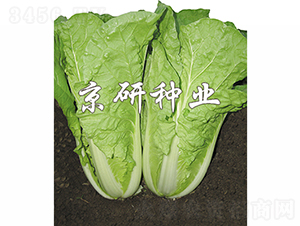 ���лʰ׿��-�ײ˷N��-���зN�I(y��)