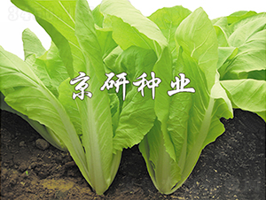 �����S�~-�ײ˷N��-���зN�I(y��)