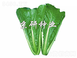 �G��3̖-�ײ˷N��-���зN�I(y��)