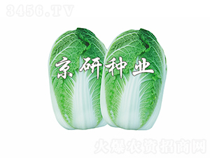 ������4̖-�ײ˷N��-���зN�I(y��)