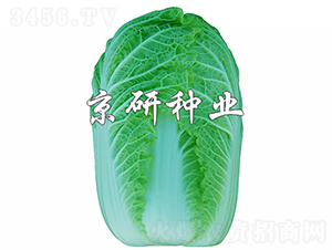 ������5̖-�ײ˷N��-���зN�I(y��)