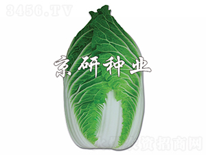 �����G-�ײ˷N��-���зN�I(y��)