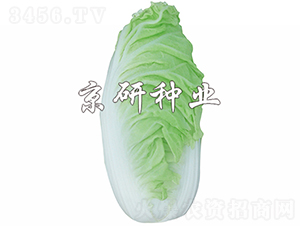 ����6̖-�ײ˷N��-���зN�I(y��)