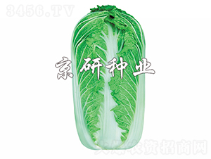 ����61̖-�ײ˷N��-���зN�I(y��)