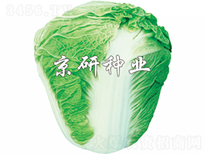 ����65̖-�ײ˷N��-���зN�I(y��)