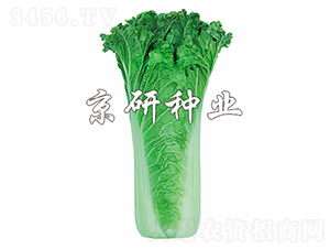 ����55̖-�ײ˷N��-���зN�I(y��)