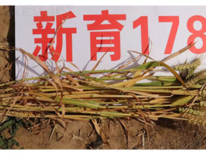 ����178-С���N��-���S�N�I(y��)