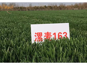 ����163-С���N��-���S�N�I(y��)