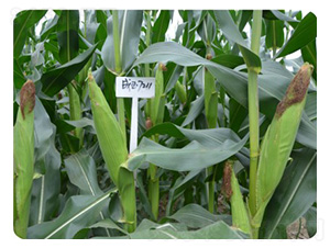 ����7211-���׷N��-���S�N�I(y��)