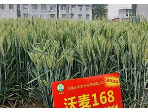 ���S��168--�͹��S