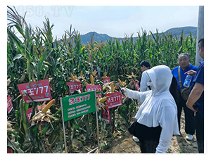 ����777-���׷N��-�͹��S