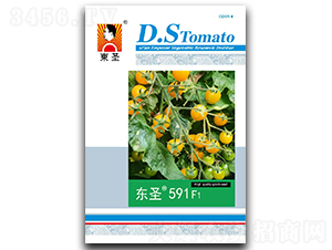 �|ʥ591F1-���ѷN��-�|ʥ