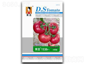 �|ʥ1538-���ѷN��-�|ʥ