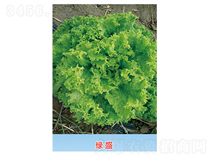 �Gʢ-���˷N��-�S�A�N�I(y��)