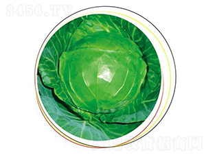 �����ٳ�-���{(l��n)�N��-����N��