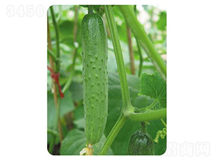 ��������-�S�ϷN��-����N��