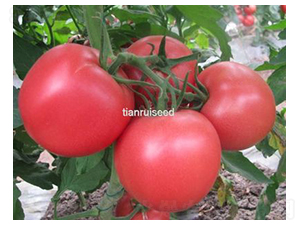 ���518-���ѷN��-����N��