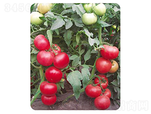 ���1507-���ѷN��-����N��