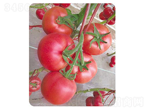 ������-���ѷN��-����N��