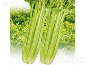 ��ƷӢ��-�۲˷N��-��Ʒ�r(n��ng)�I(y��)