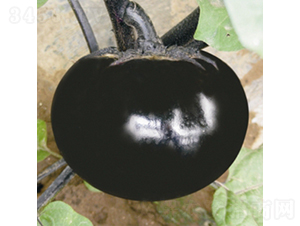 �������Tʿ-���ӷN��-��Ʒ�r(n��ng)�I(y��)