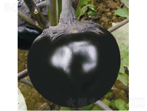 ������-���ӷN��-��Ʒ�r(n��ng)�I(y��)