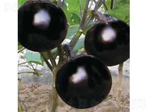 ���SF8-���ӷN��-��Ʒ�r(n��ng)�I(y��)