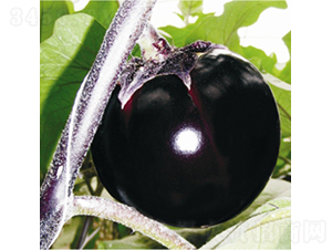 ���F6-���ӷN��-��Ʒ�r(n��ng)�I(y��)