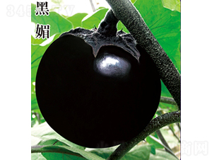 ����-���ӷN��-��Ʒ�r(n��ng)�I(y��)