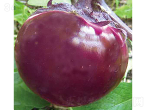 �t��8̖-���ӷN��-��Ʒ�r(n��ng)�I(y��)