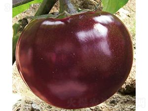 �t��7̖-���ӷN��-��Ʒ�r(n��ng)�I(y��)