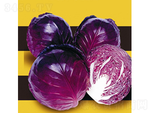 ���¸��{(l��n)-���{(l��n)�N��-��Ʒ�r(n��ng)�I(y��)