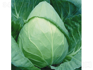 ���S���{(l��n)-���{(l��n)�N��-��Ʒ�r(n��ng)�I(y��)