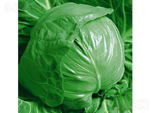 �G���{(l��n)-���{(l��n)�N��-��Ʒ�r(n��ng)�I(y��)