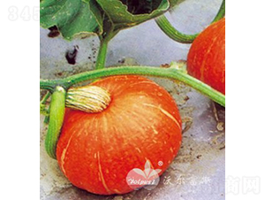 �_���|��F1���߮a(ch��n)��Ʒ�|(zh��)�tƤ�A�Ϲϣ�-�ϹϷN��-�֠���˹