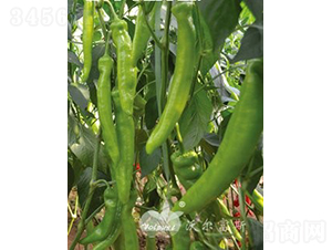 �ֽ�һ̖(h��o)F1��Խ������Ʒ�N��-�����N��-�֠���˹