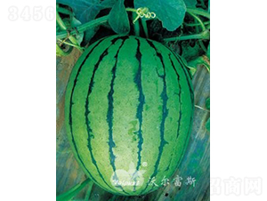 �紺�����̖(h��o)F1���YƷ���ϣ�-���ϷN��-�֠���˹