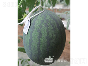 �S����F1���S�������������ϣ�-���ϷN��-�֠���˹