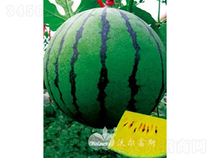 �S��F1���߮a(ch��n)�������S�����ϣ�-���ϷN��-�֠���˹